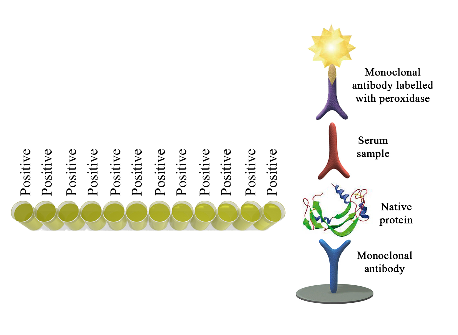 BIO K 401 - Monoscreen AbELISA Neospora caninum( SRS2) / indirect, monowell